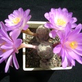 Mammillaria theresae 002