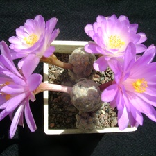 Mammillaria theresae 002