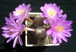 Mammillaria theresae 002