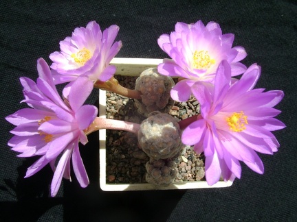 Mammillaria theresae 002