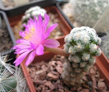 Mammillaria theresae Ru FG