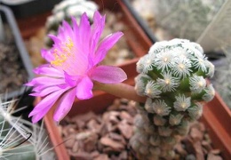 Mammillaria theresae Ru FG