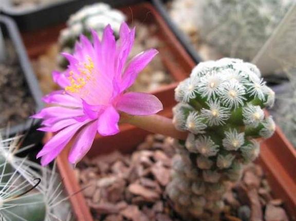 Mammillaria theresae Ru FG