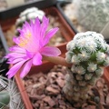 Mammillaria theresae Ru FG