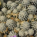 Mammillaria theresae pl
