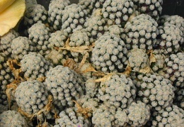 Mammillaria theresae pl