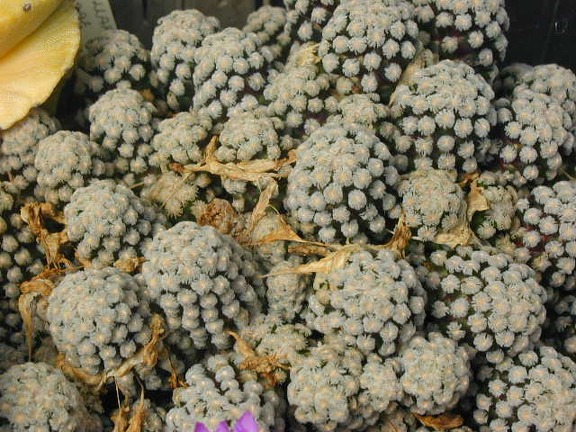 Mammillaria theresae pl