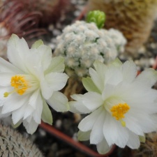 Mammillaria theresae v  albiflora