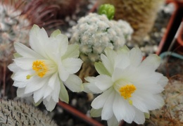 Mammillaria theresae v  albiflora