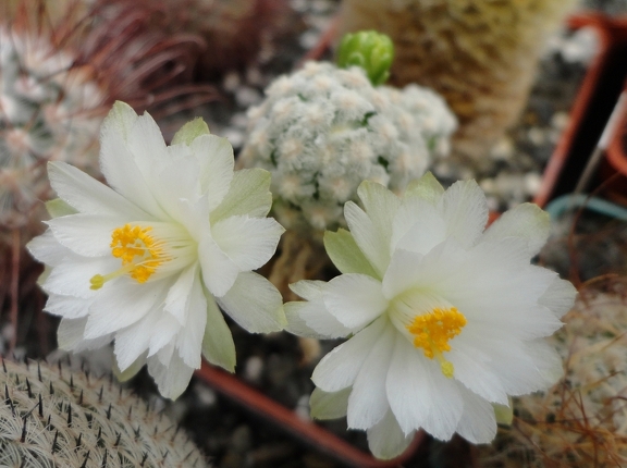 Mammillaria theresae v  albiflora