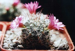 Mammillaria zeilmanniana