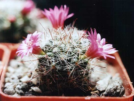 Mammillaria zeilmanniana