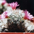 Mammillaria zeilmanniana