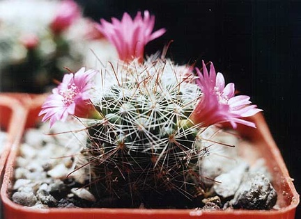 Mammillaria zeilmanniana