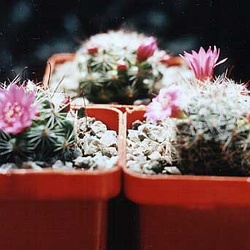 Mammillaria