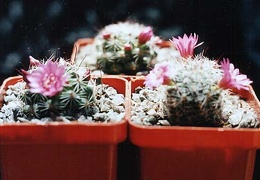 Mammillaria zeilmanniana2