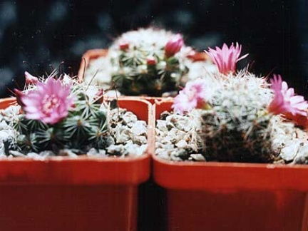 Mammillaria zeilmanniana2 (1450 відвідувань) Mammillaria zeilmanniana2