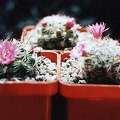Mammillaria zeilmanniana2