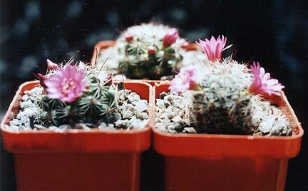 Mammillaria zeilmanniana2