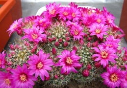 Mammillaria zeilmanniana DA FG