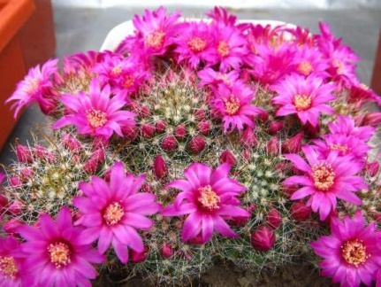 Mammillaria zeilmanniana DA FG (1450 відвідувань) Mammillaria zeilmanniana DA FG