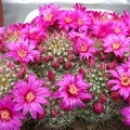 Mammillaria zeilmanniana DA FG