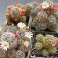 Mammillarias prolifera