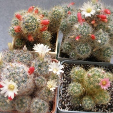 Mammillarias prolifera