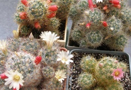 Mammillarias prolifera
