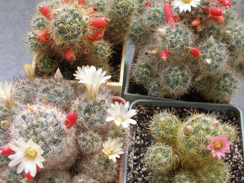 Mammillarias prolifera