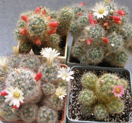 Mammillarias prolifera