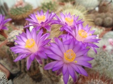 Mamnillaria theresae