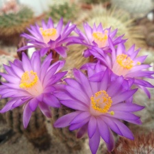 Mamnillaria theresae