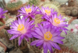 Mamnillaria theresae