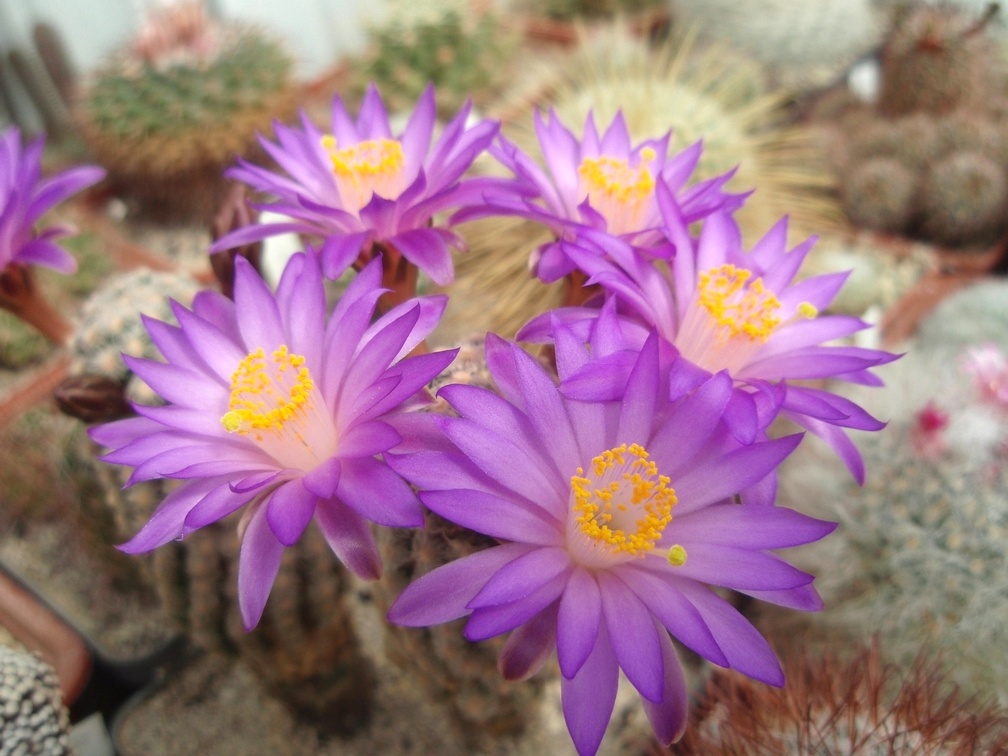 Mamnillaria theresae