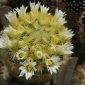 Ph Mammillaria carmenae Galin