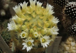 Ph Mammillaria carmenae Galin