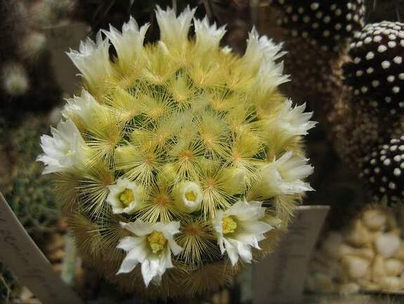 Ph Mammillaria carmenae Galin