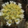 Ph Mammillaria carmenae Galin