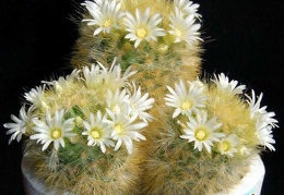 Ph Mammillaria carmenae Moksa