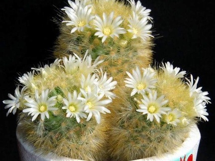 Ph Mammillaria carmenae Moksa