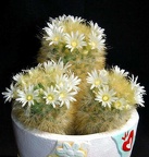 Ph Mammillaria carmenae Moksa