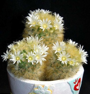 Ph Mammillaria carmenae Moksa