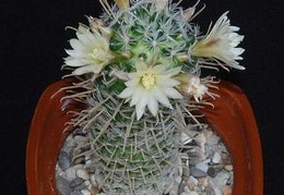 Ph Mammillaria duwei Moksa
