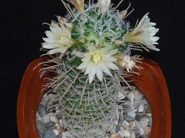 Ph Mammillaria duwei Moksa