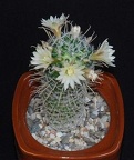 Ph Mammillaria duwei Moksa