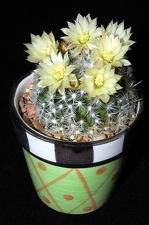Ph Mammillaria duwei VitNat