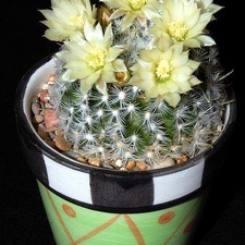 Ph Mammillaria duwei VitNat