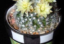 Ph Mammillaria duwei VitNat