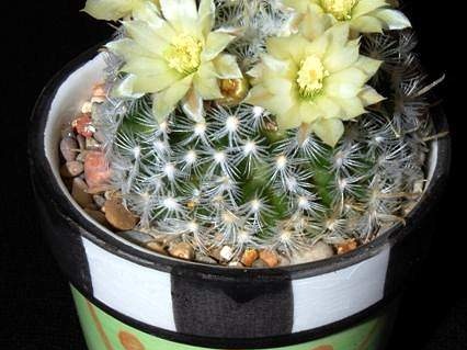Ph Mammillaria duwei VitNat